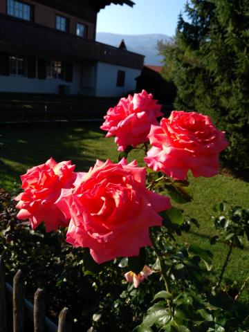 Roses in Wilderswil, Switzerland | J.M. Diener | CC-BY-NC 4.0